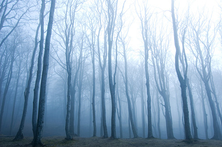 Fog in dark forest stock photo containing forest and dark, a Nature Photo by Milosz Aniol