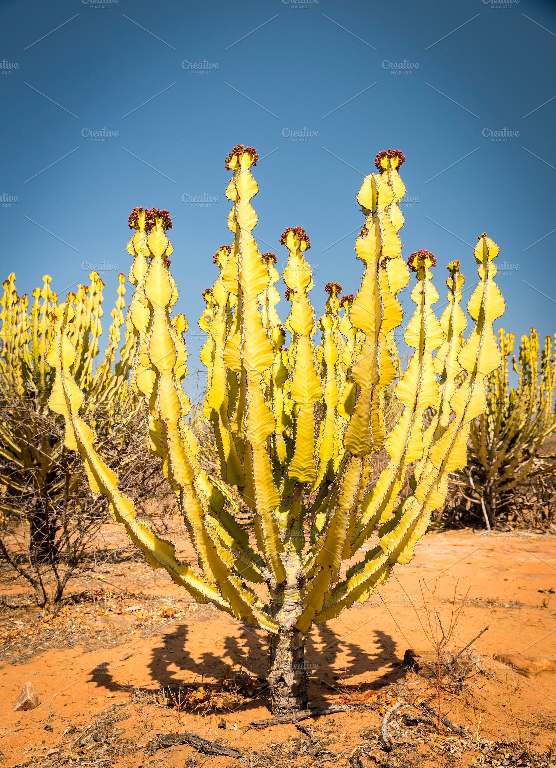 Desert Cactus, a Nature Photo by THP Creative