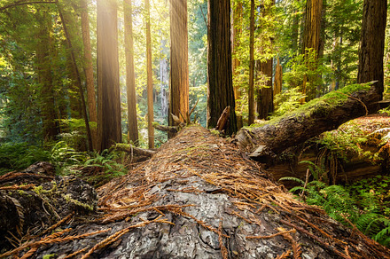 Fallen redwood tree featuring forest, trees, and redwood, a Nature Photo by Jeff Schwartz Photography
