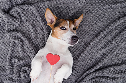 Adorable dog with red heart, an Animal Photo by Kira Yan