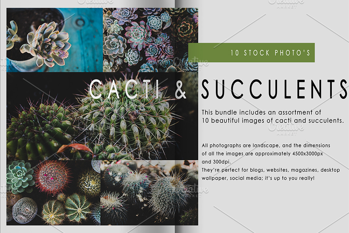 Cacti and Succulents Bundle, a Nature Photo by René Jordaan Photography (Photo 3 of 3)