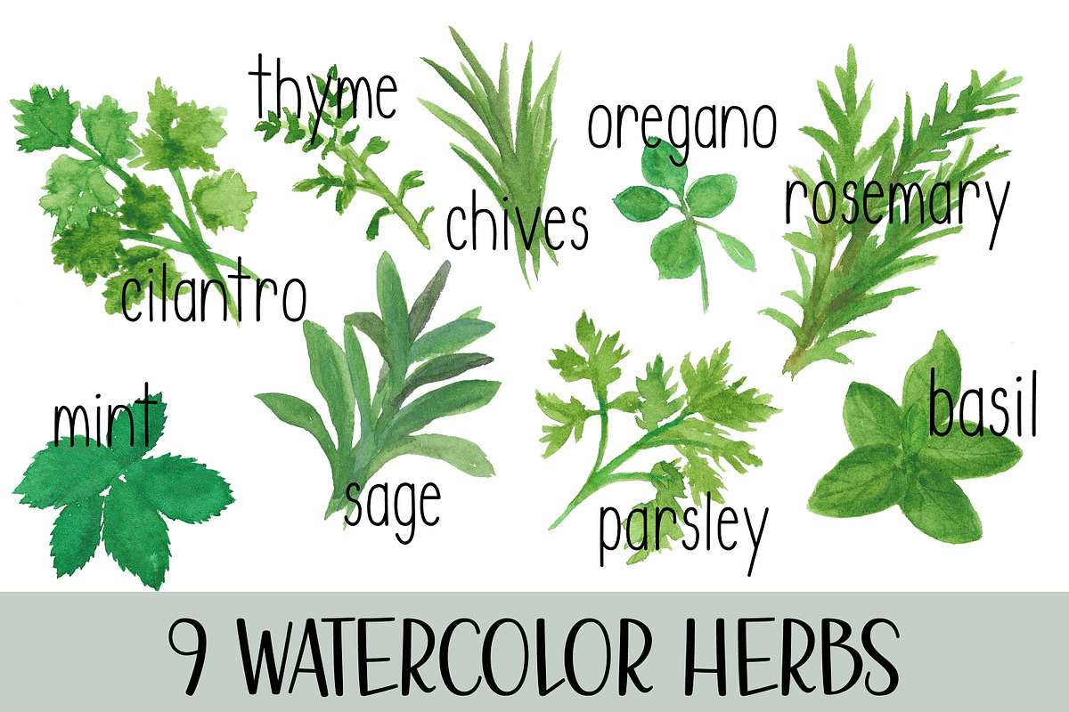 Watercolor Herb Set with text, an Illustration by DailyMiracleDigitals,LLC (Photo 1 of 5)