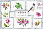 Hellebore Floral Seamless Pattern, a Decorative Illustration by AnitaPol (Thumbnail 10 of 12)