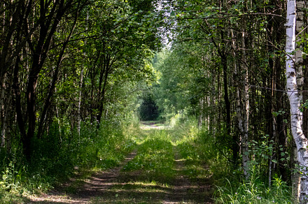 Road in the forest between trees, a Nature Photo by Schreibikus