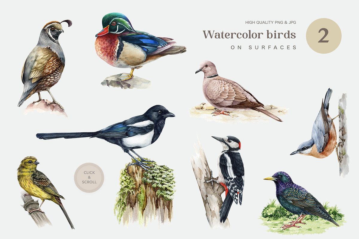 Forest Birds Watercolor Set, an Animal Illustration by AnitaPol (Photo 7 of 26)