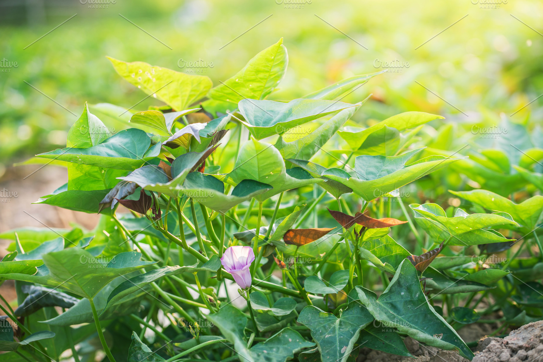 Sweet potato plant in farm., a Nature Photo by Nednapa