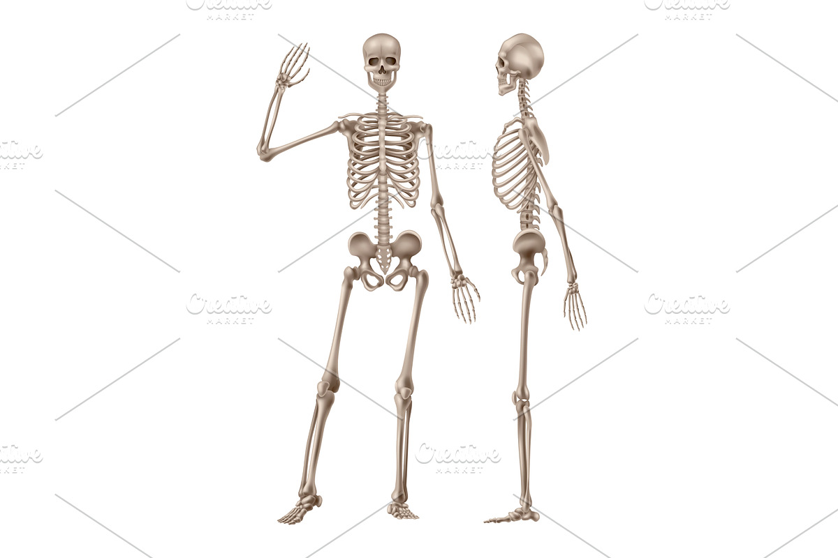Human skeleton in front and, an Illustration by Things for designers