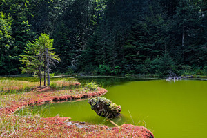 Green water reflects trees in a quiet spot near a forest, an Animal Photo by Byrdyak