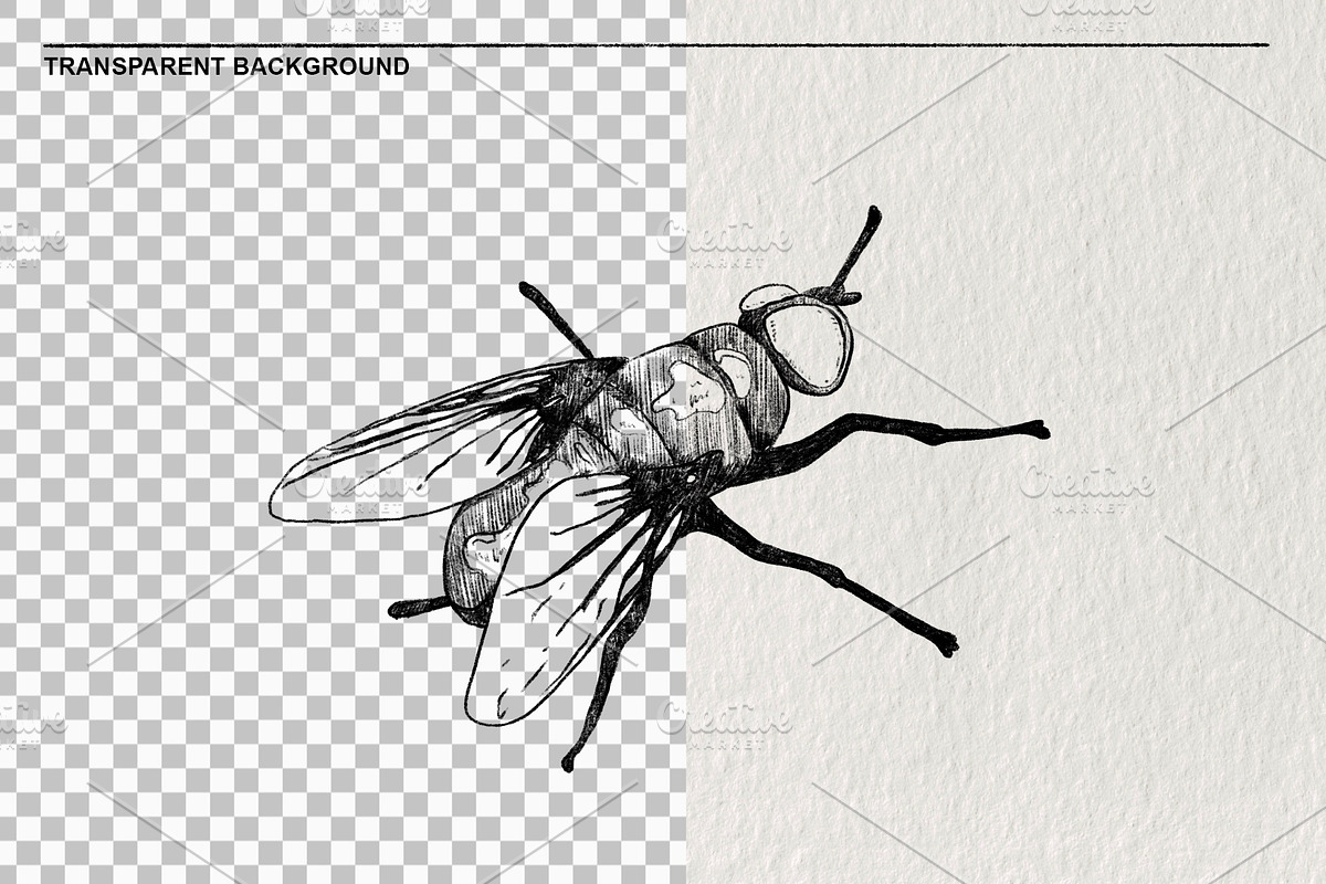 Pencil sketches of insects PNG., an Animal Illustration by LOKSKIH (Photo 2 of 5)