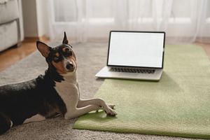 Dog with laptop