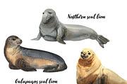 Seals - watercolor set, an Animal Illustration by KatBranchArt (Thumbnail 2 of 6)