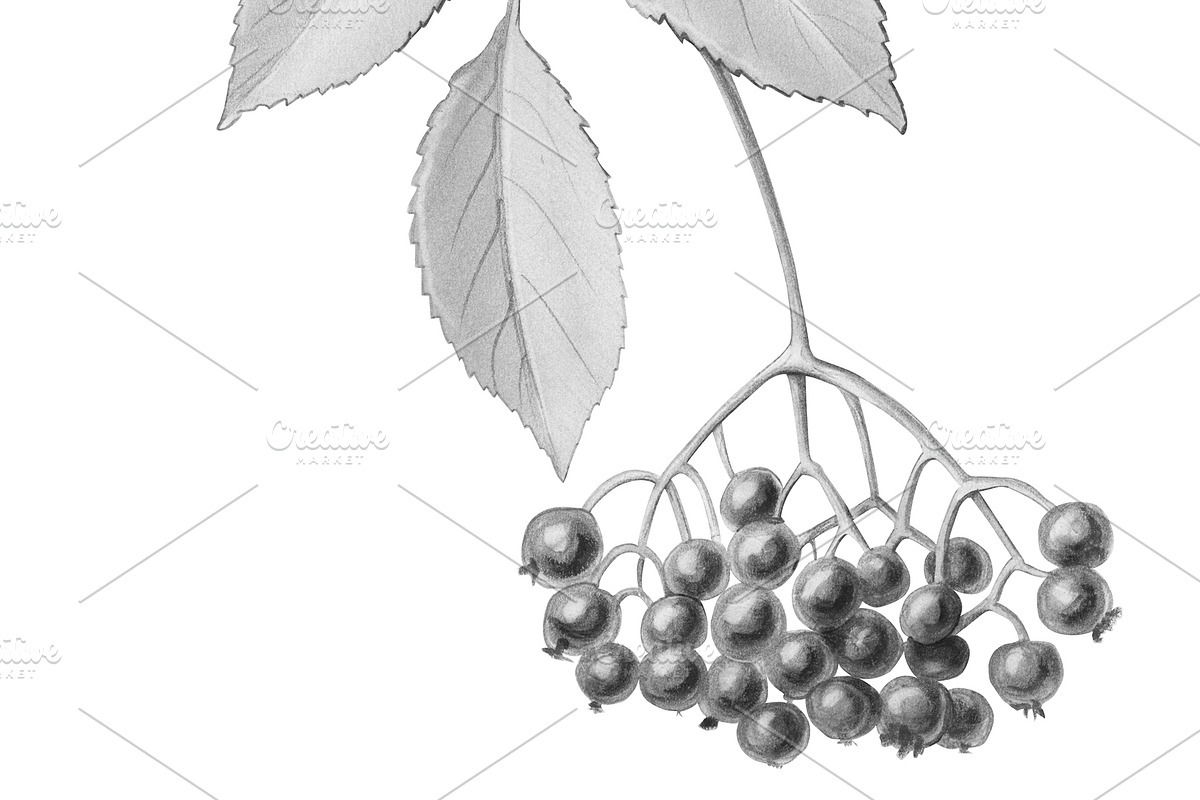 Elder Plant Botanical Illustration, an Illustration by Anna Repp Illustration (Photo 4 of 7)