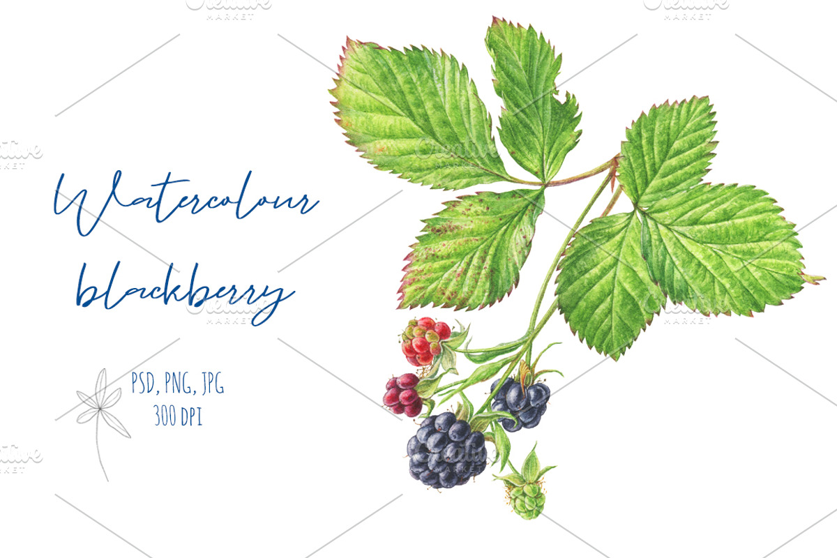 Watercolour Blackberry, an Illustration by Botanical Art Shop (Photo 1 of 2)