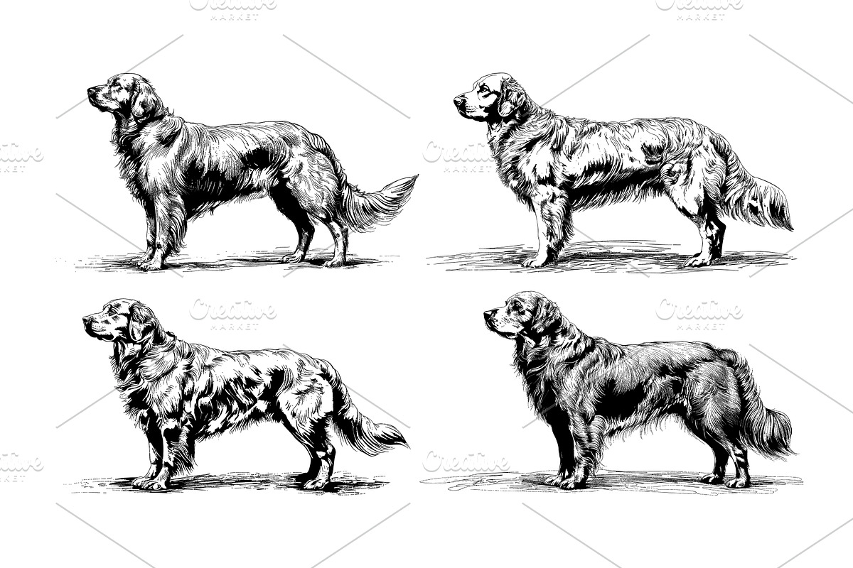 Black ink sketch golden retriever, an Animal Illustration by Stock-Smart-Start