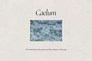 Caelum - Botanical Backgrounds, a Texture Graphic by Watercolor_Ma (Thumbnail 2 of 9)