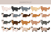 Ragamuffin cat clip art, an Animal Illustration by pet design shop (Thumbnail 2 of 5)