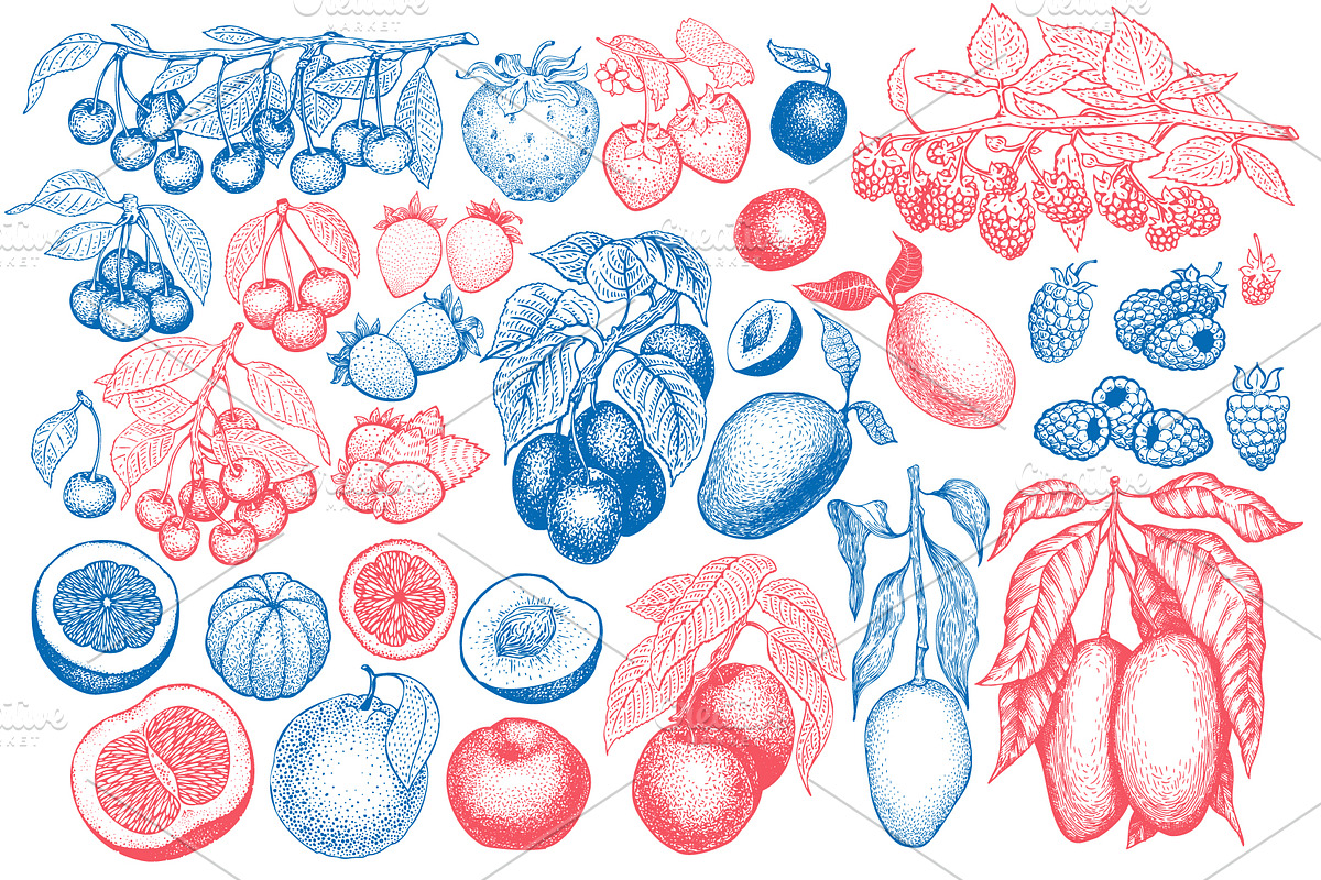 Fruits&Berries Vector Collection, a Food Illustration by Lubov Illustrations Shop (Photo 3 of 6)