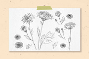 Flowers. Chrysanthemums, an Illustration by irina.vaneeva (Thumbnail 3 of 8)