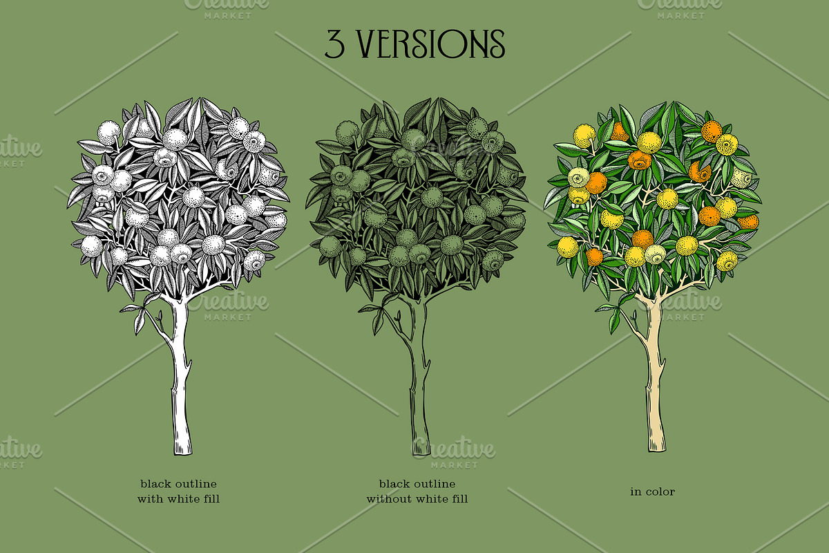 Yuzu - Citrus Fruit and Patterns, a Food Illustration by Yevheniia (Photo 5 of 12)