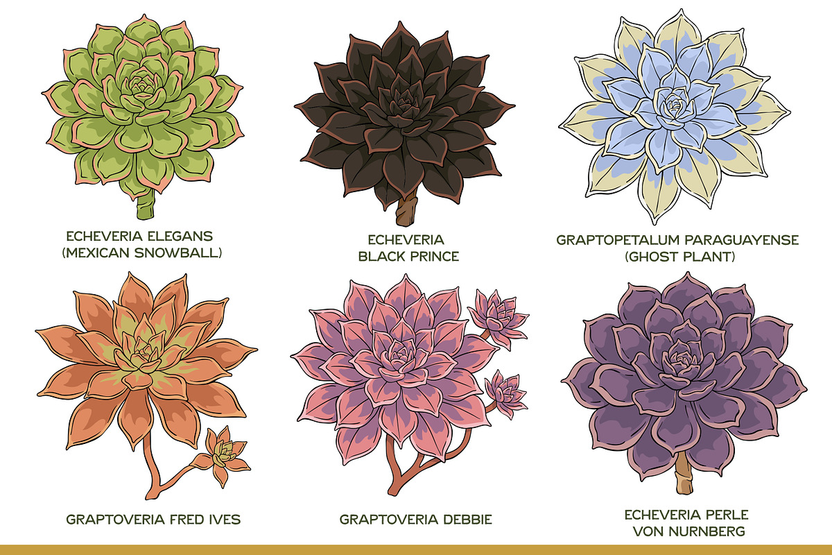 Succulent Illustration Pack, an Illustration by Tekuni (Photo 5 of 13)