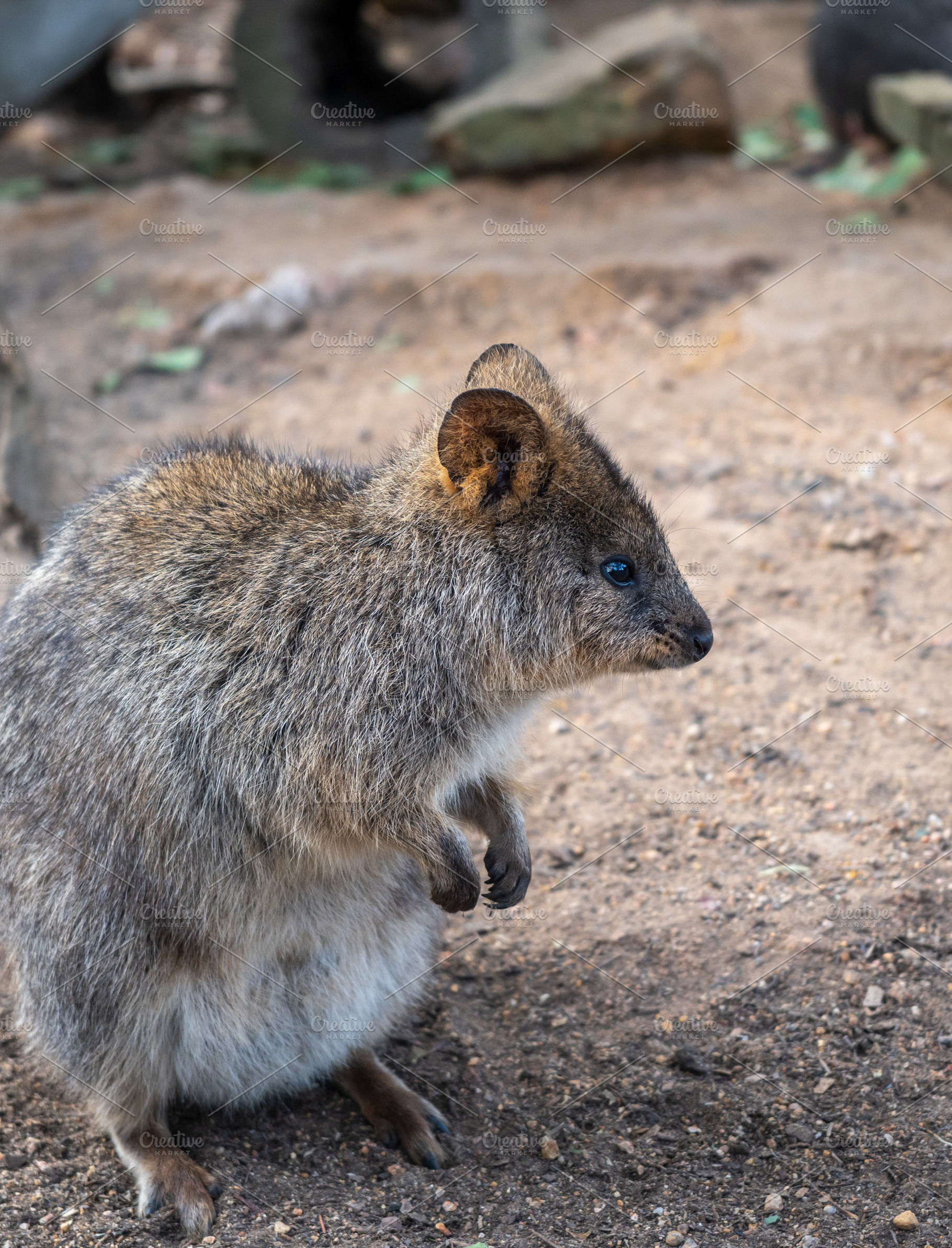 Quokka standing on the ground in Kangaroo Island, Australia, an Animal Photo by GoodGoods