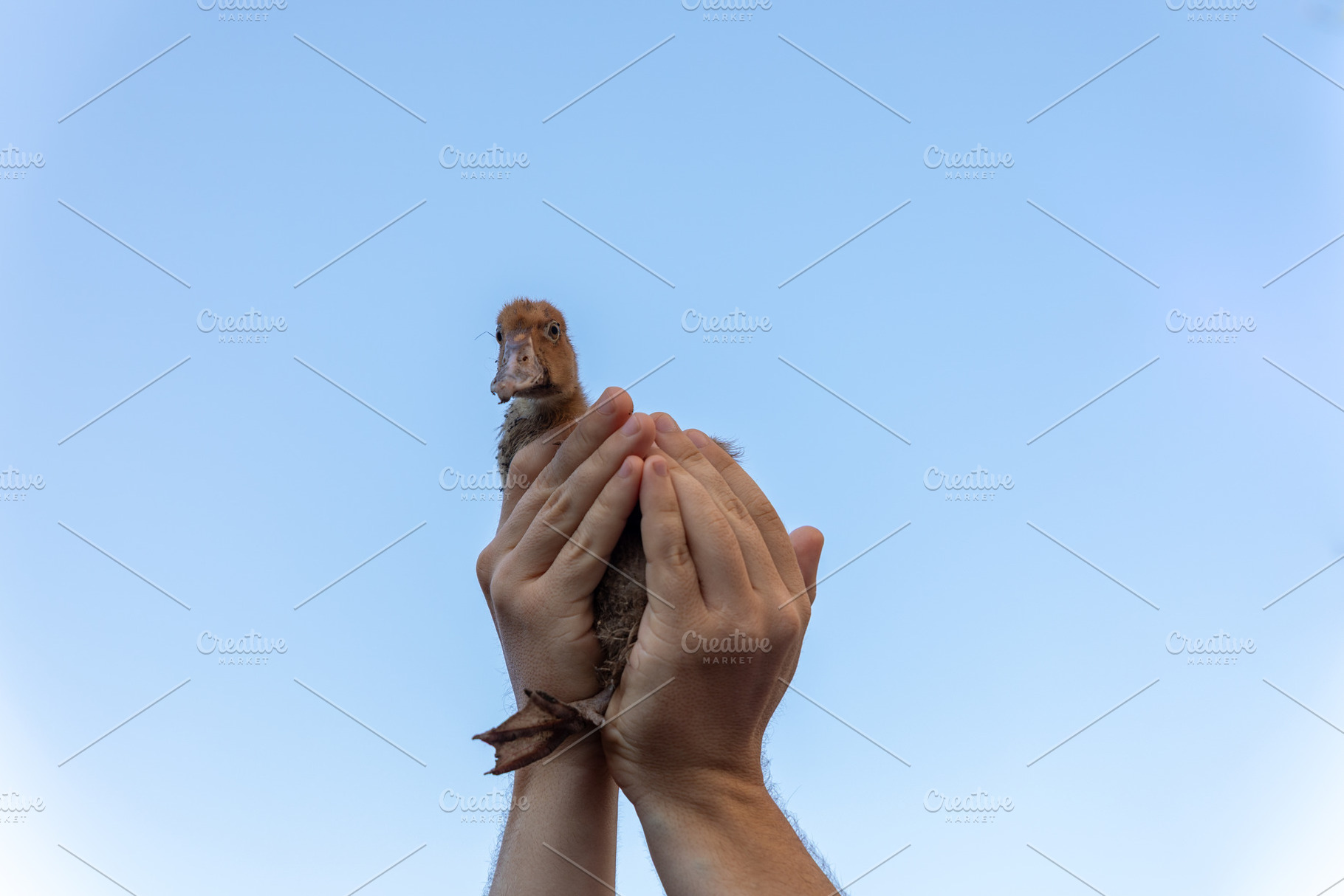 Duckling Held Against Blue Sky, an Animal Photo by Ales Munt