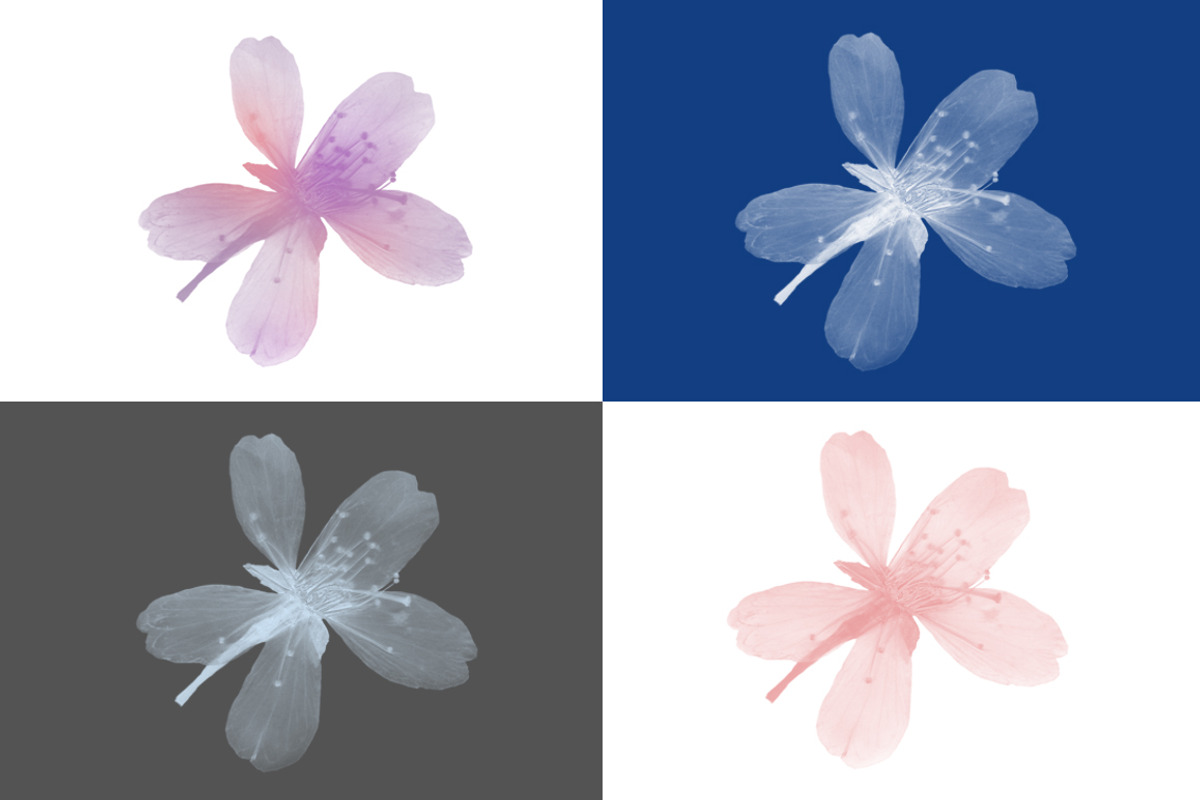 Pressed Flowers Photoshop Brushes, a Brush Add-On by Little Bean (Photo 3 of 6)