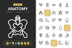 Anatomy Icons, an Outline Icon by Spacepixel Creative
