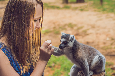 Young woman is fed ringtailed lemur  lemur catta beauty in nature petting zoo, an Animal Photo by Elizaveta Galitskaya