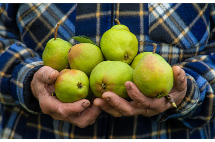 Grandmother harvests pears in the, a Person Photo by yanadjana