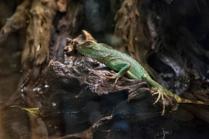 chameleon wizard