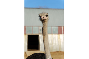 Ostrich profile against a clear blue, an Animal Photo by darksoul72
