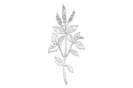 Ocimum Tenuiflorum Holy Basil