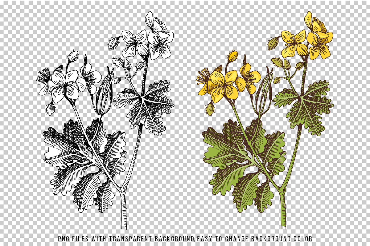 Hand drawn medicinal herbs, a Healthcare Illustration by handsketched (Photo 8 of 14)