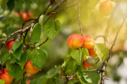 Branch of an apricot tree