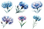 Blue Watercolor Cornflower Clipart, an Illustration by Daily.Designs (Thumbnail 2 of 5)