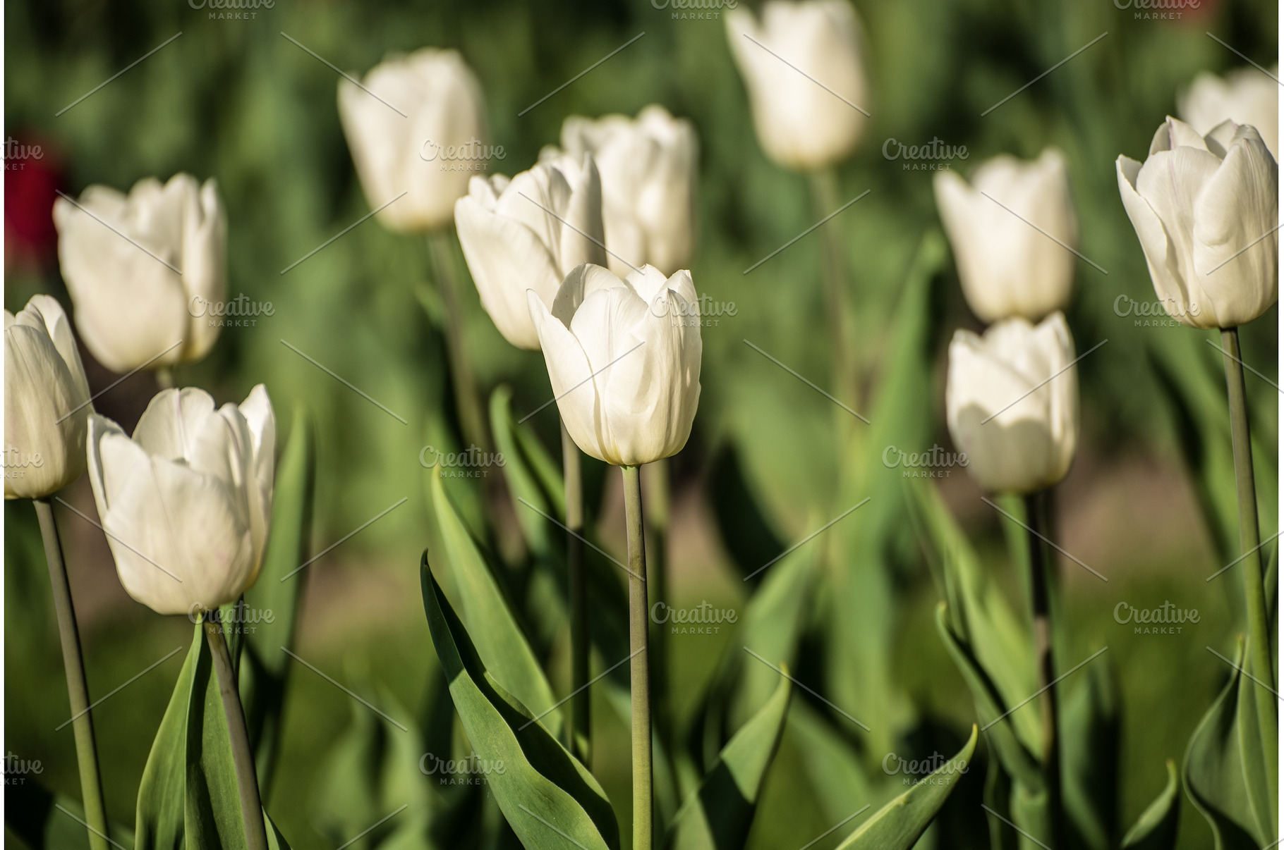 White tulip flowers, a Nature Photo by Nature and travel