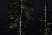 The Norway Spruce Tree, a Plants & Tree 3D Model by FuturePastCreatives (Thumbnail 2 of 7)