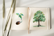 Oak Life Cycle Clip Arts and Print, an Education Illustration by Tati Bordiu (Thumbnail 4 of 4)