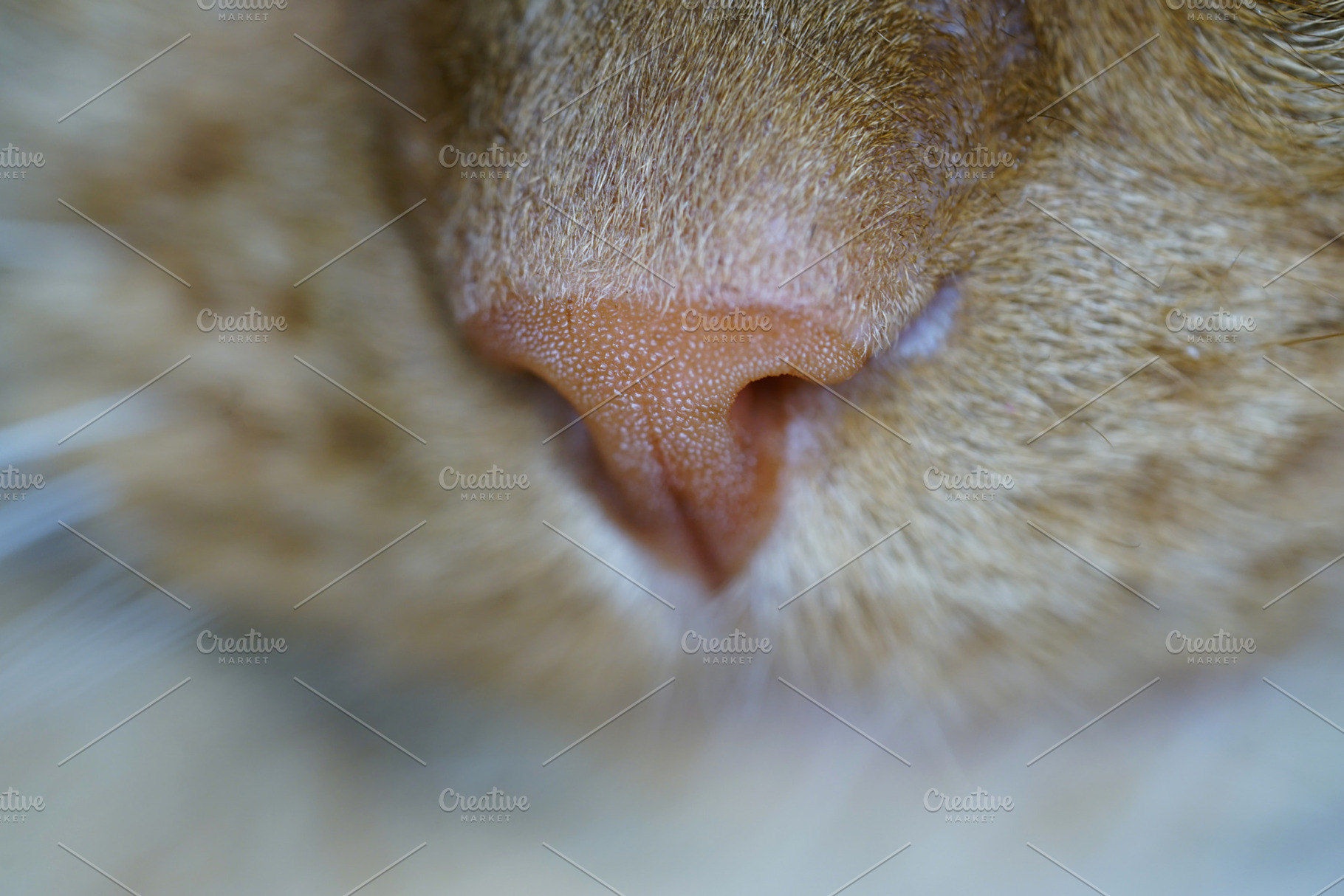 Cat's Nose, an Animal Photo by Nazar Hrabovyi
