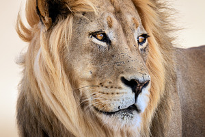 Male lion portrait