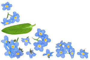 forget-me-not flowers isolated on