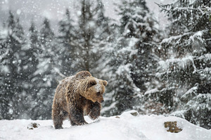 Bear wanders through snowy forest in winter while snowflakes fal, an Animal Photo by Byrdyak