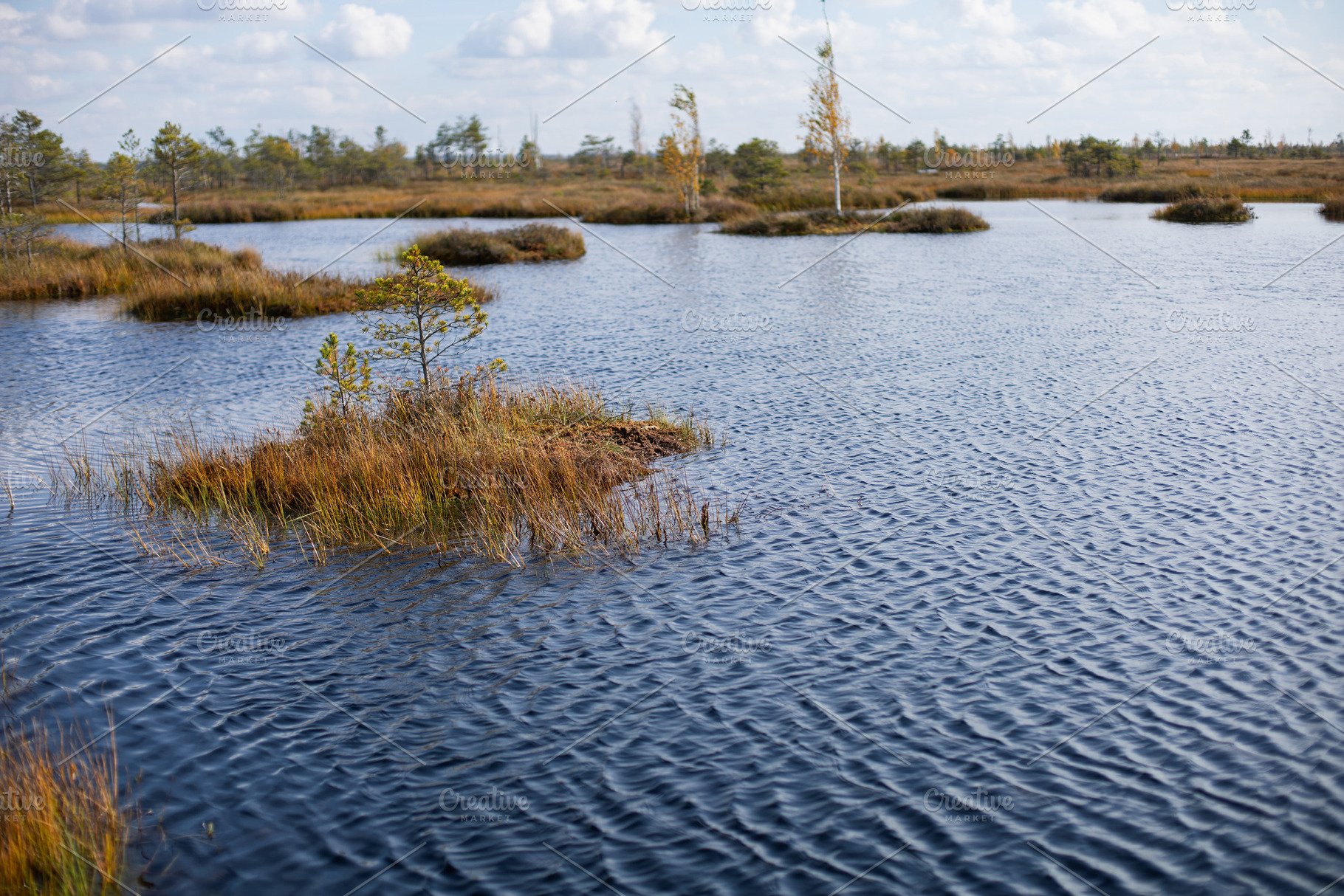 Belarusian swamp lake in Yelnya Belarus in autumn. Ecosystems environmental pro, a Nature Photo by SaulichPhoto