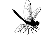 Dragonfly Silhouette, an Object Graphic by Designer_Momina (Thumbnail 15 of 20)