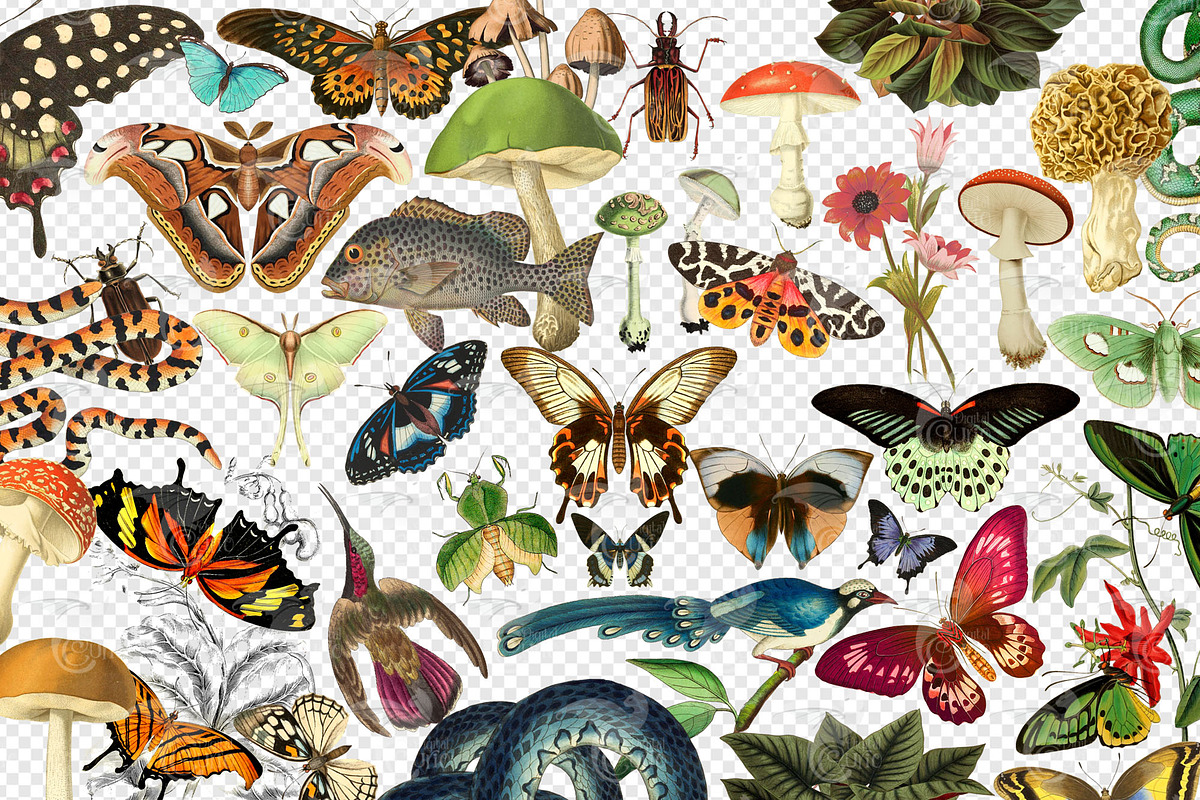 Vintage Naturalist Clipart, an Animal Illustration by Digital Curio (Photo 2 of 4)