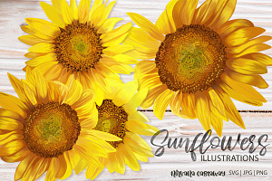 Summer Sunflowers Illustrations