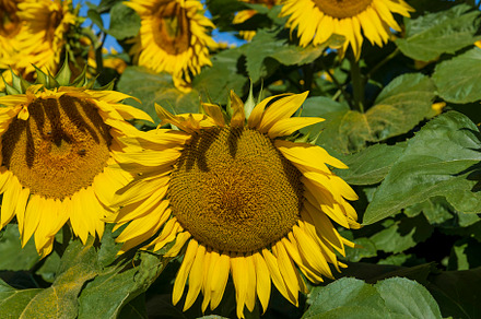 Beautiful blooming yellow sunflowers in the summer, a Photo by MyPhotos