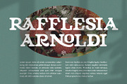 Niraloka - Serif Vintage Display, a Serif Font by Mantra Naga (Thumbnail 10 of 10)
