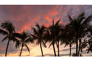 Palm trees silhouette at sunrise, a Nature Photo by Lucky Photographer (Thumbnail 1 of 2)